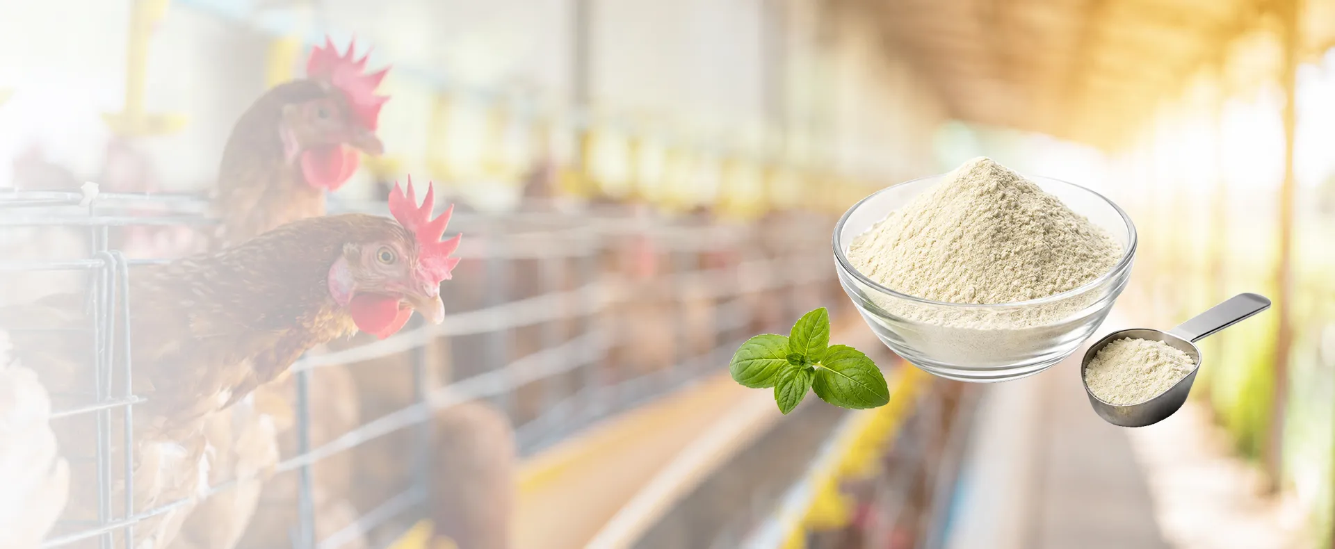 Premium Enzyme Preparations for Industrial Excellence