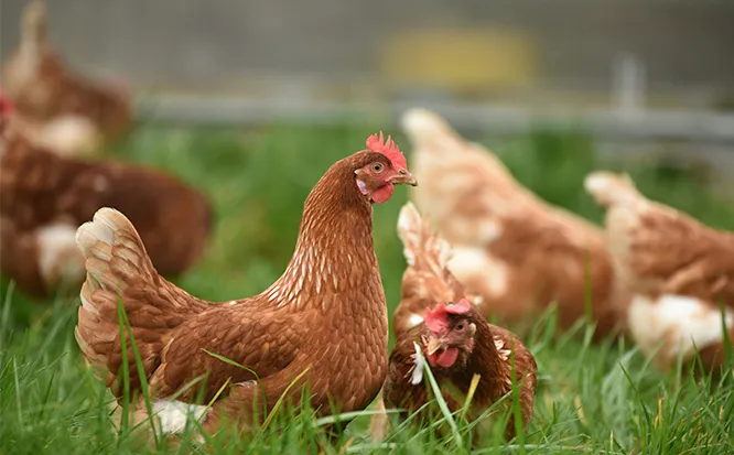 Animal Health & Nutrition