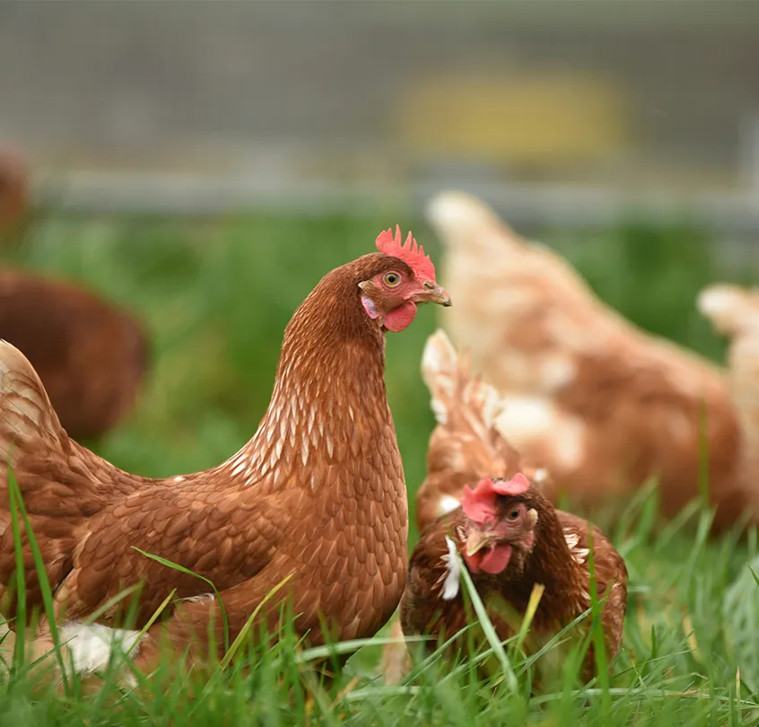 Animal Health & Nutrition