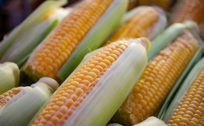 Starch Sugar Industry